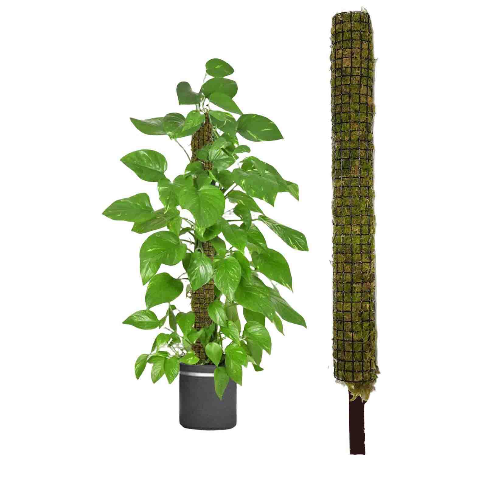 Moss Stick – Matihaat - Organic Agriculture Inputs