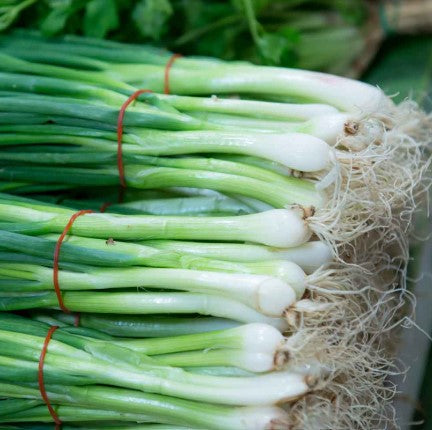 Bunching Onion Exotic (10g) Matihaat