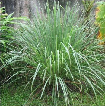 Desi Palmarosa (10g) Matihaat
