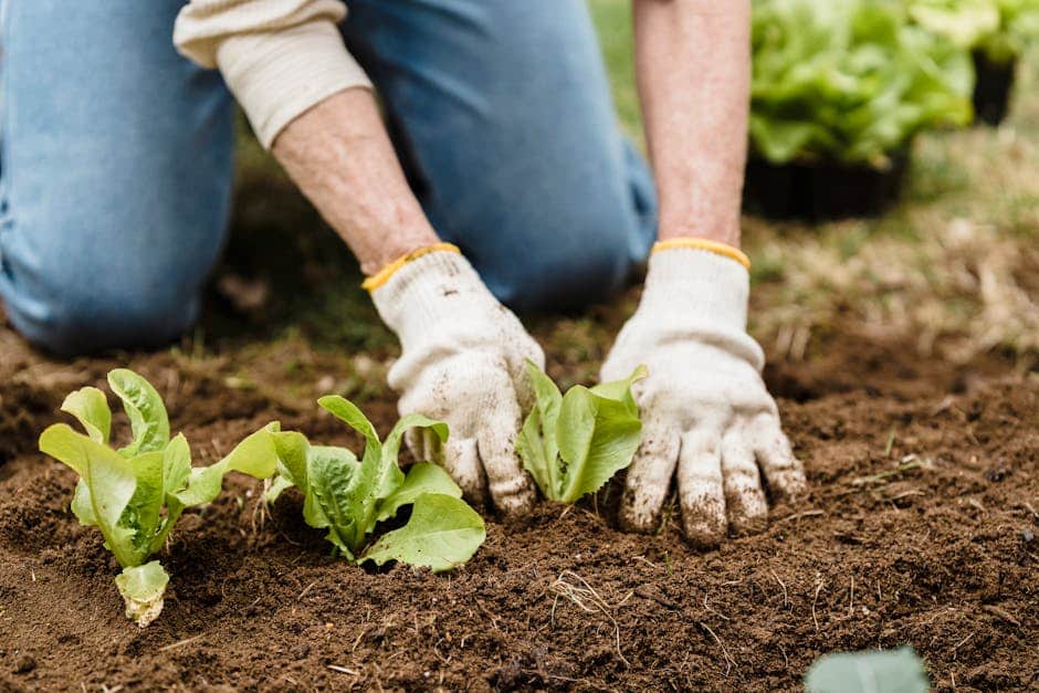A Guide to Growing Organic Vegetables in Your Backyard - Matihaat - Organic Agriculture Inputs
