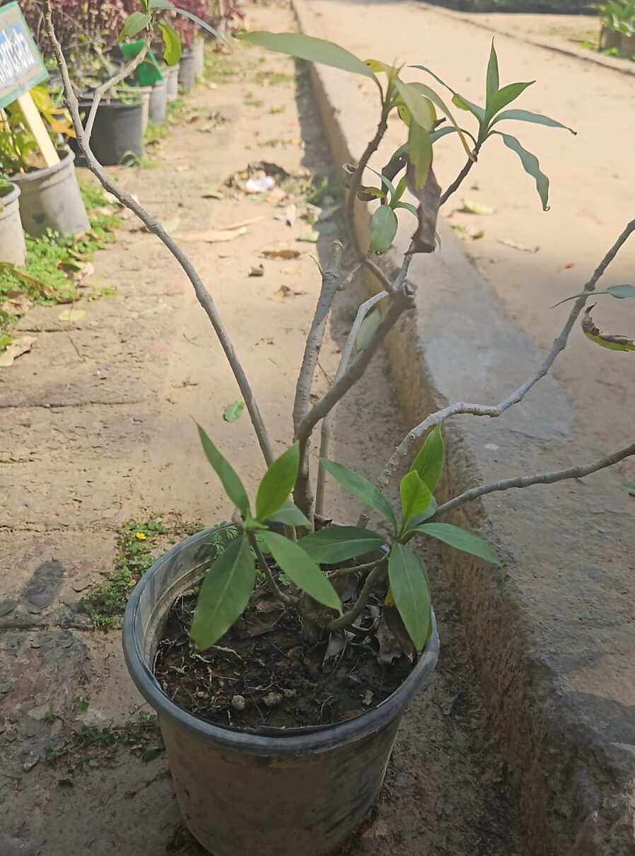 Adusa- sapling Matihaat