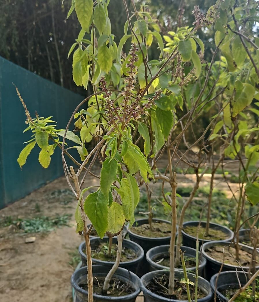 American tulsi- sapling Matihaat