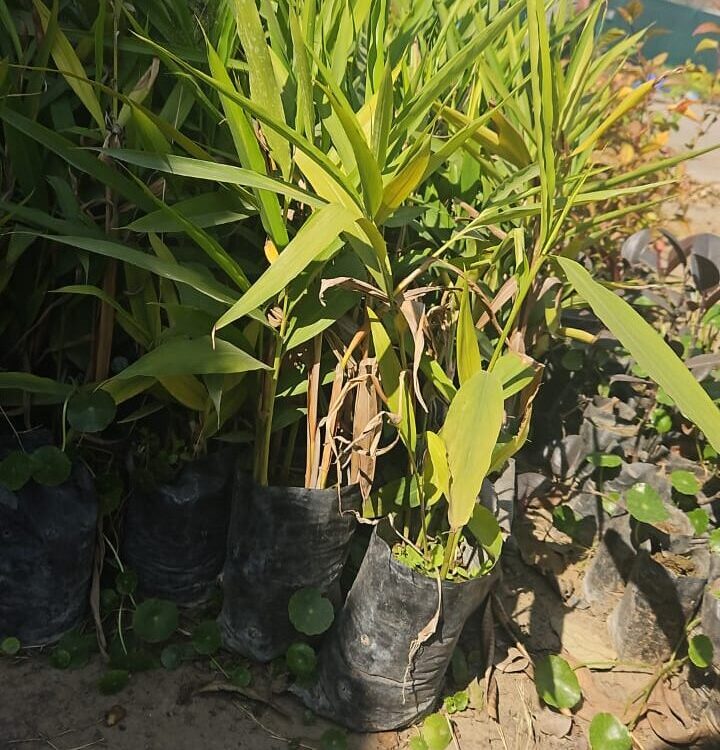 Big Elaichi- sapling Matihaat