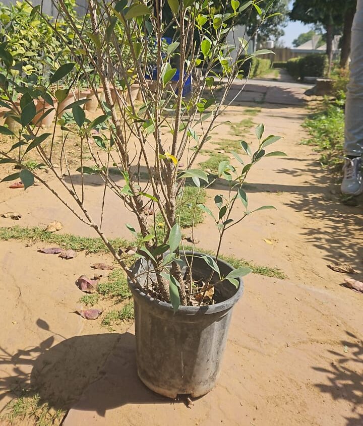 Ficus- sapling Matihaat