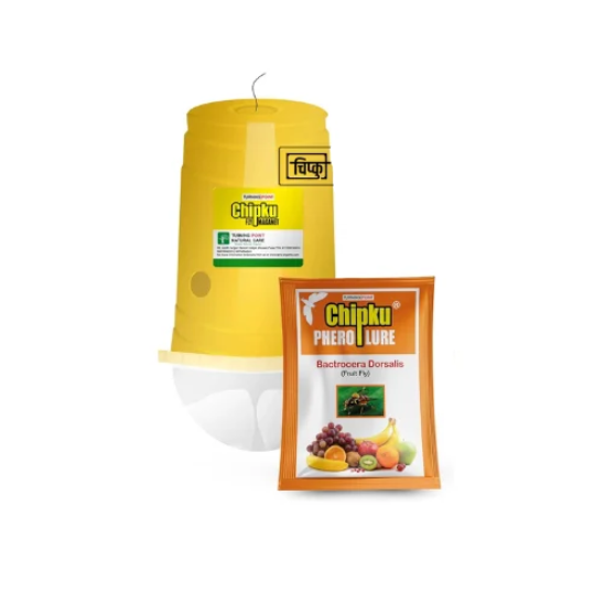 Glass Trap With Fruit Fly Lure Pheronone Trap Matihaat