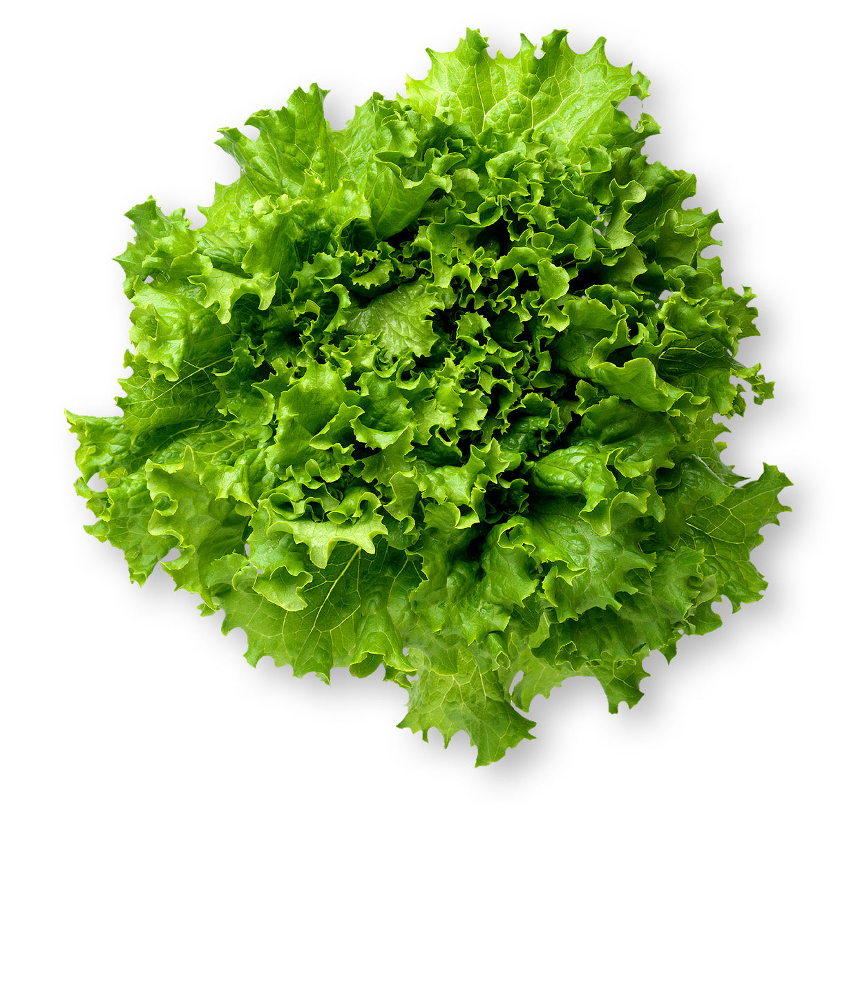 Summer crisp lettuce Seeds Matihaat