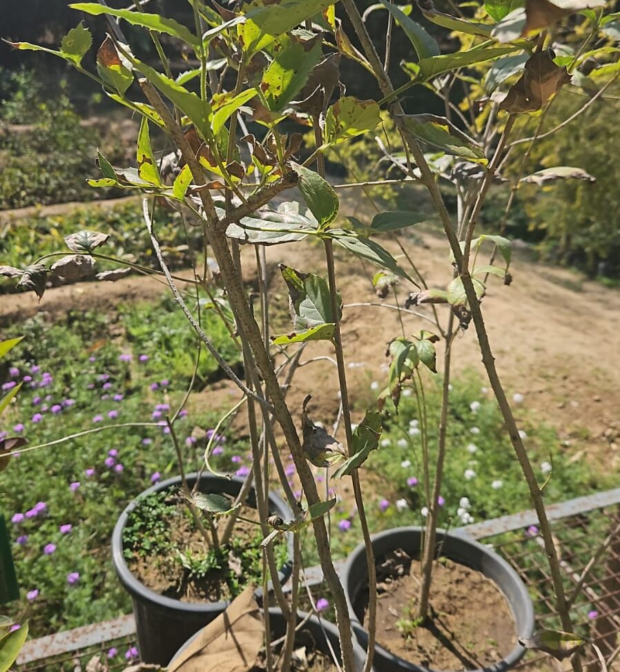 Harshingar - Parijat - Raat ki Rani - Night Jasmine - sapling Matihaat