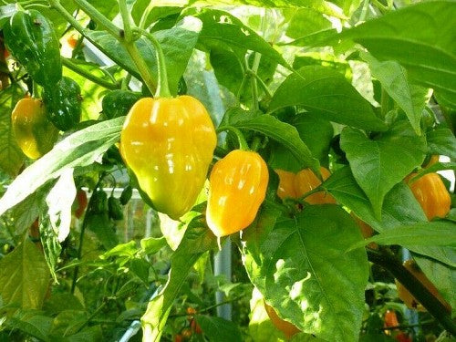 Yellow habanero (yellow pepper) Seeds Matihaat