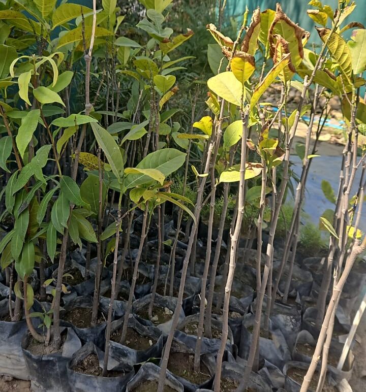 Jackfruit tree- sapling Matihaat