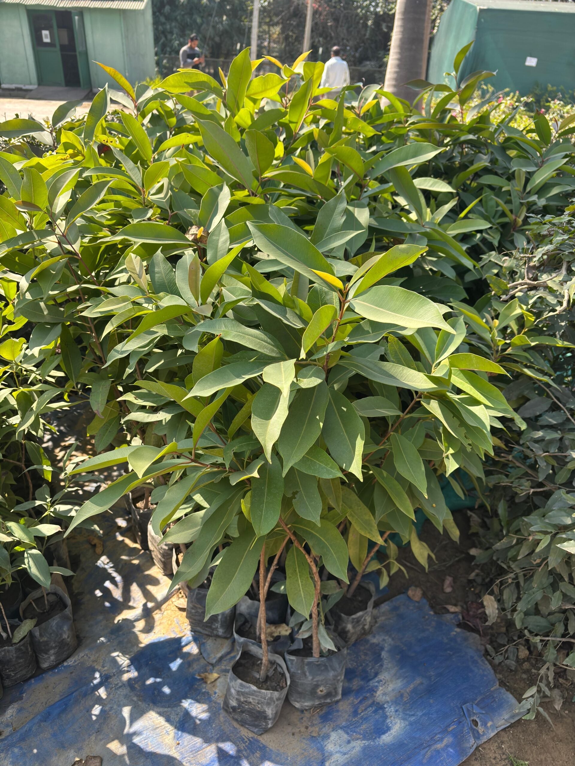 JAMUN- sapling Matihaat
