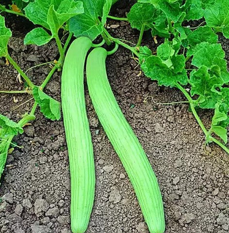 Kakri (2gm) Matihaat