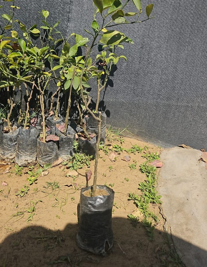 Mausambi- sapling Matihaat