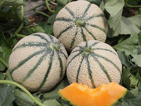 Muskmelon Seeds(2gm) Matihaat