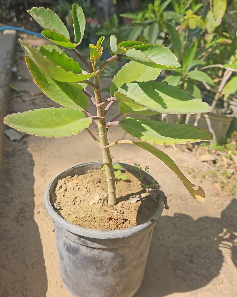 Patharchatha- sapling Matihaat