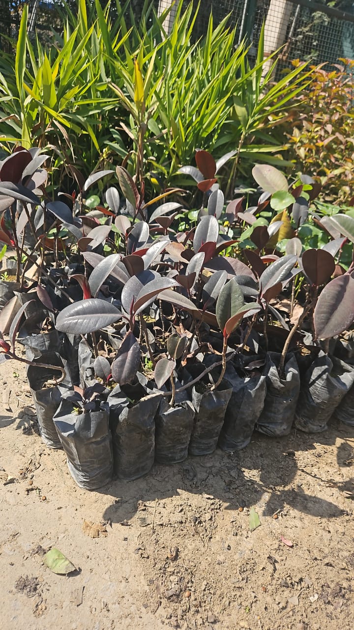 Rubber fig- sapling Matihaat