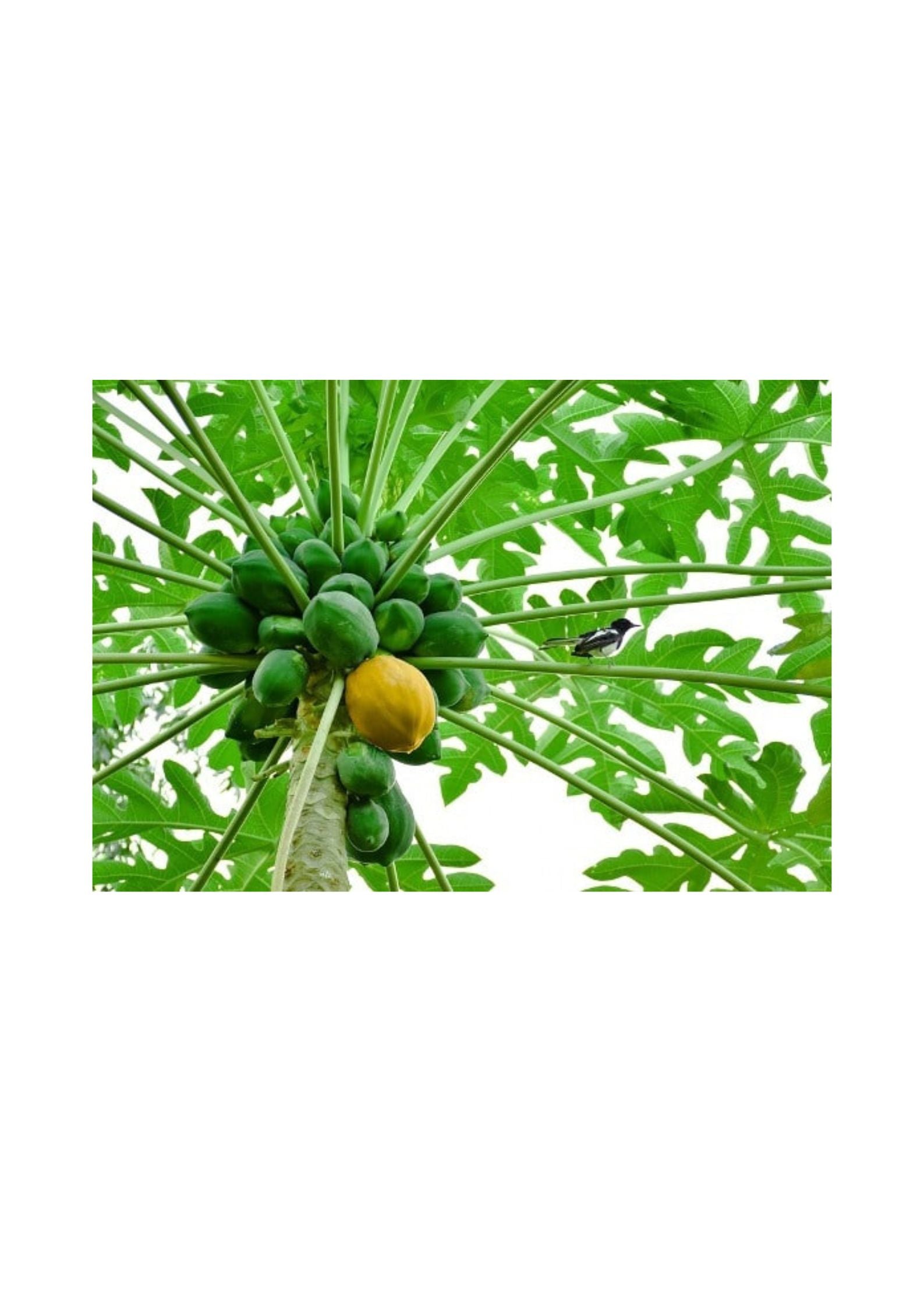 Desi Papaya Seeds Matihaat