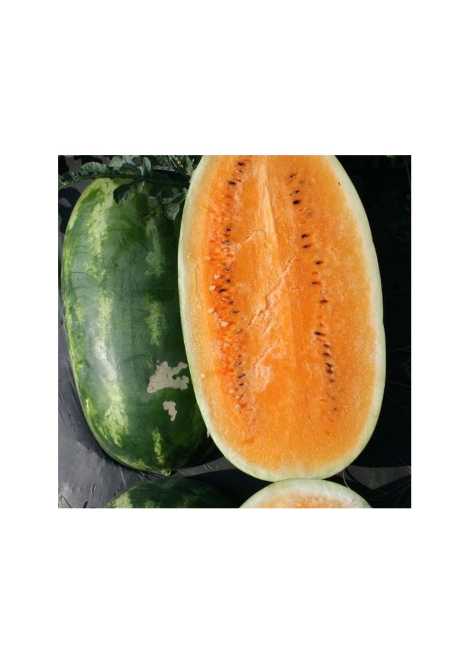 Matihaat Orange Watermelon Seeds Matihaat