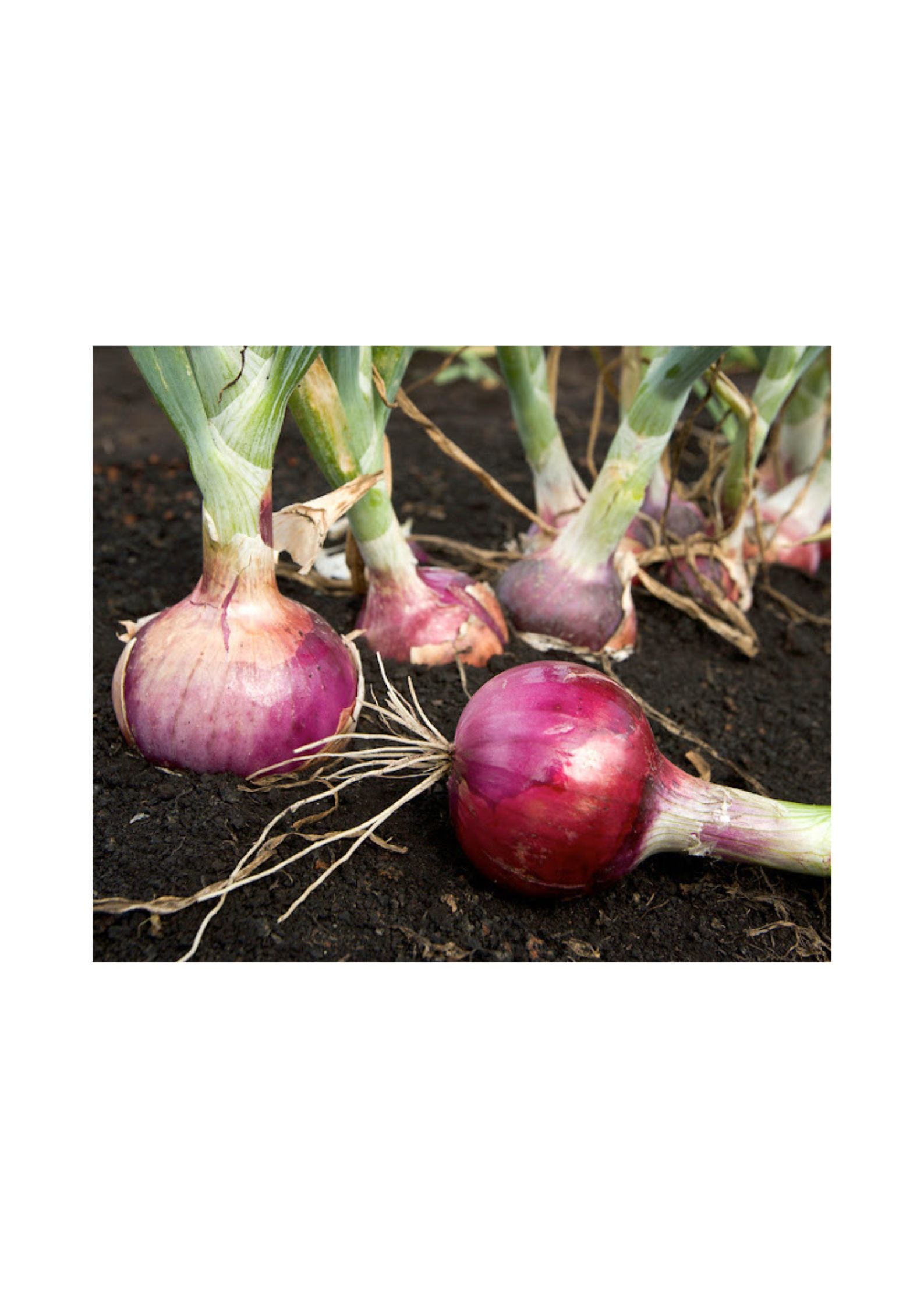 Desi Black onion Seeds Matihaat