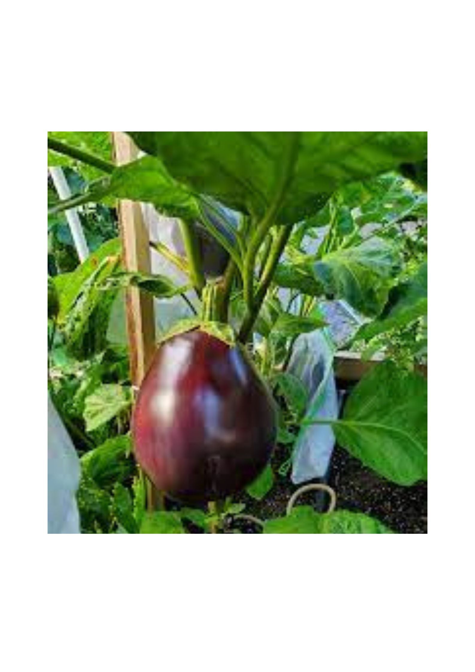 Aswad eggplant Seeds Matihaat