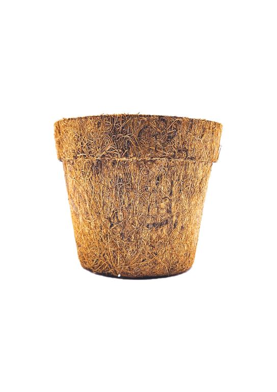 DIY GROW KIT- TULSI Matihaat