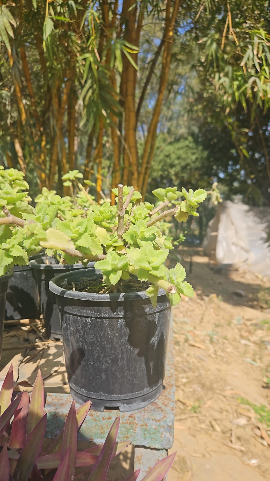 Ajwain- sapling Matihaat