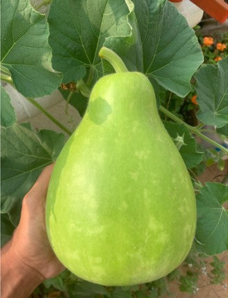 Tribal Bell Bottle Gourd (10+) seeds Matihaat