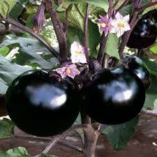 Matihaat Black Beauty Brinjal Matihaat