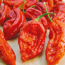 Matihaat Chilli Bhut Jholokia Seeds Matihaat