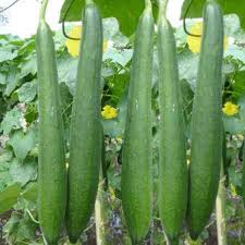 Matihaat Sponge Gourd (torai) Seeds Matihaat