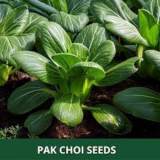 Matihaat Pokchoy Seeds Matihaat