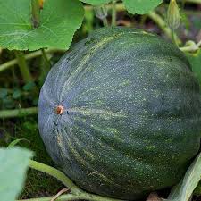Matihaat Pumpkin Seeds Matihaat