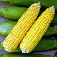 Matihaat Sweet Corn Seeds Matihaat