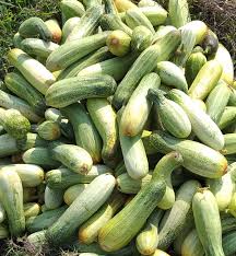 Matihaat Cucumber Seeds Matihaat