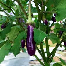 Matihaat Brinjal Purple Long Seeds Matihaat