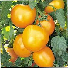 Matihaat Golden Jublee Tomato Seeds Matihaat