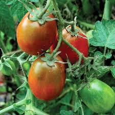 Matihaat Black Plum Tomato Seeds Matihaat