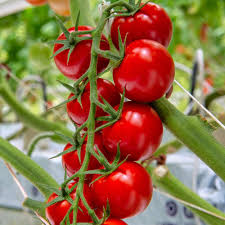 Matihaat Red Cherry Tomato Seeds Matihaat