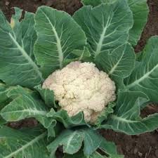 Matihaat Cauliflower Seeds Matihaat