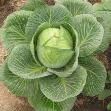 Matihaat Cabbage Seeds Matihaat