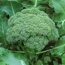 Matihaat Broccoli Seeds Matihaat