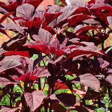 Matihaat Red Amaranth Matihaat