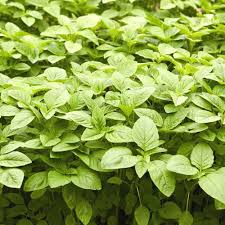 Matihaat Green Amaranth Seeds Matihaat