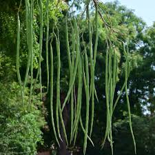 Matihaat Drumstick Seeds Matihaat