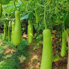 Matihaat Bottle Gourd Long Matihaat