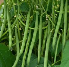Matihaat Bush Beans Matihaat