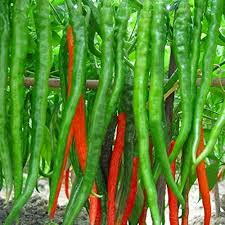 Matihaat Green Long Chilli Matihaat
