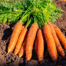Matihaat Orange Carrot Seeds Matihaat
