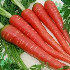 Matihaat Red Carrot Seeds Matihaat
