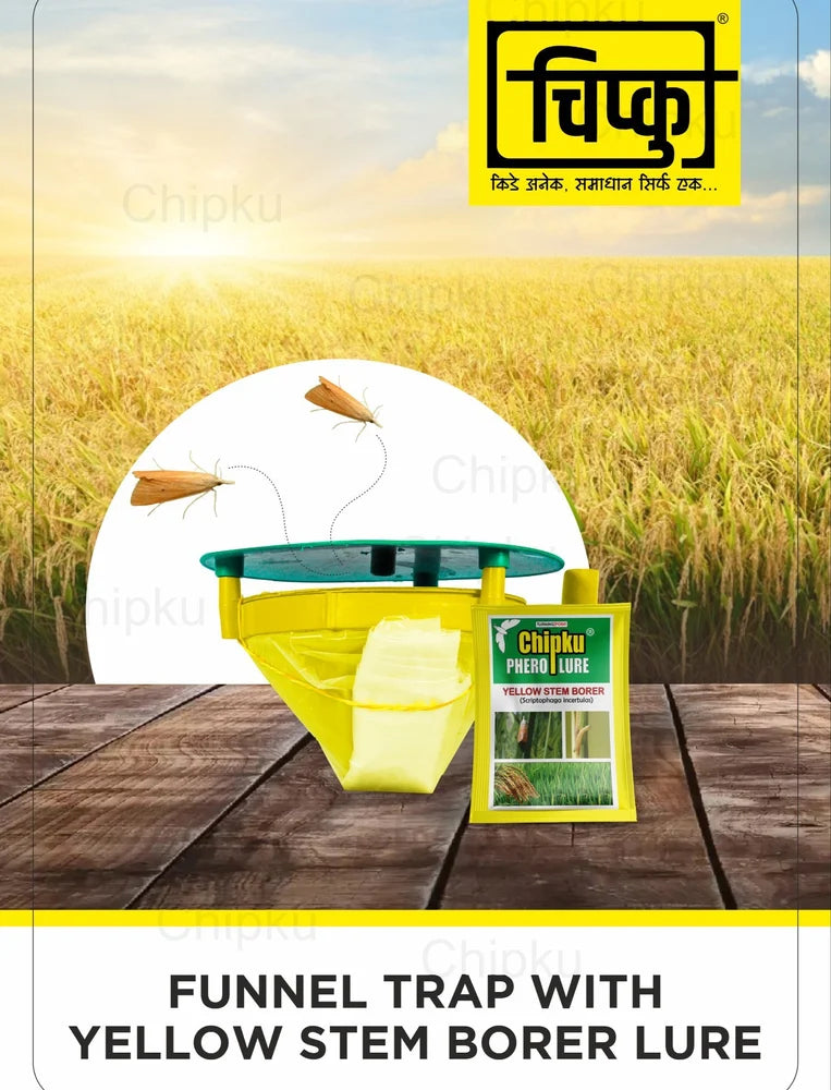 Pheromone Funnel Trap With Yellow Stem Borer YSB pheromone Lure scriptophaga incertulas for paddy Matihaat