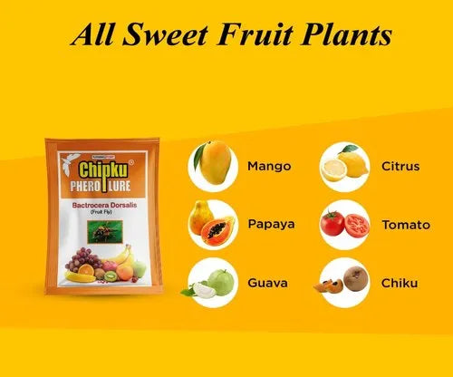 Glass Trap With Fruit Fly Lure Pheronone Trap Matihaat